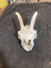 Goat Head European Skull w Horns Nature Clean Gothic Animal Ram  Novelty￼ Craft