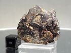 NWA 16099 Pallasite PMG 17.3g meteorite 1 penny start price beautiful weathering