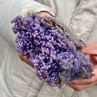 1.7LB Natural Botryoidal Chalcedony Starlight Purple Grape Agate Specimen