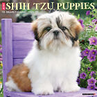Just Shih Tzu Puppies 2024 12