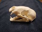 Real Wild Nebraska Raccoon Skull (bone)