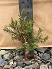 Lot 2 Live Red Cedar Pine Indoor Bonsai Starters Plant Seedlings With Roots