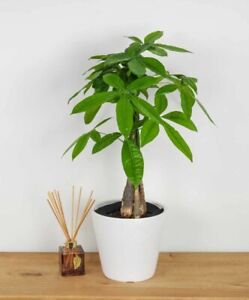 New ListingBraided Money Tree Medium Size in Grower Pot Evergreen Houseplant Great Gift