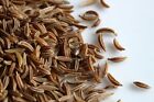 2,000 CARAWAY SEEDS For Growing Meridian Fennel, Persian Cumin Non-GMO