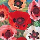 100+ POPPY PAPAVER ORIENTALE GIANT HYBRID MIX FLOWER SEEDS / PERENNIAL