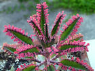 Kalanchoe 'Pink Butterflies' (Pink Mother of Thousands) Rooted Succulent Plant