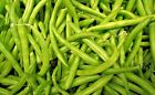 CONTENDER BUSH GREEN BEAN SEEDS 2.0oz 100 + SEEDS AWESOME 2024