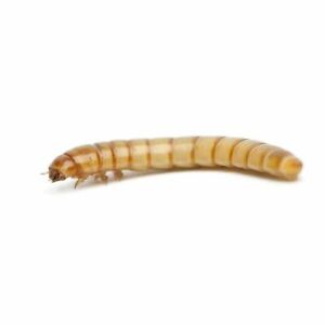 Live Mealworms (Tenebrio Molitor) free shipping and live delivery guarantee