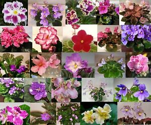African Violet *Mini/Semi-Mini* YOU PICK 2 Leaves Unrooted Leaf Sets Pairs