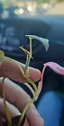 Rare True Pink Philodendron Mican Rooted Cutting. US SELLER