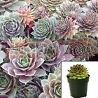 Sempervivum Krebs Hens And Chicks Rossy Rose Succulent 4Inches Live Plant