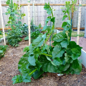 Organic Green Malabar Spinach Seeds  Alugbati Mồng Tơi US Seller