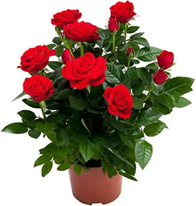 Bright Red Rose Bush,Large Flowers Rose,Rose Plants Live Ready to Plant Outdoors