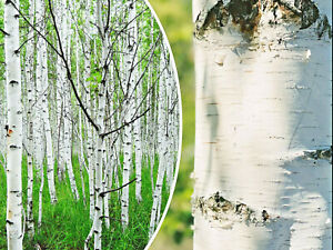 50+ White Paper Birch Tree Seeds (Betula papyrifera) | FAST-GROWING TREE, SHOWY!