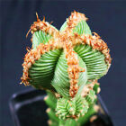 1pcs Aztekium Valdezii Cactaceae rare cactus cacti Succulent 201