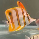 Copperband Butterfly Fish Qt Live Fish