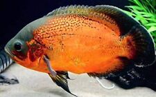 New ListingRegular Red Oscar - Live Fish