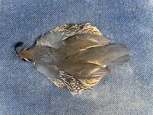 California Quail Skin Feathers Fly Tying #1 Select Trout Salmon Pelt Wings