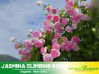 30+ Seeds |Pink Jasmina Climbing Perennial  Flower Rose Seeds #1057