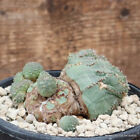 D2903 EUPHORBIA OBESA ARROW CRESTED OLD pot12-H4-W9 cm MaMa Cactus