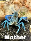 True Electric Blue Crayfish Juvenile, Tank Bred, Live Arrival Guarantee