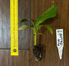 Hardy Banana (Musa basjoo) - 1 TC Plant Plug Tree - 3-6 inches - Edible!!!