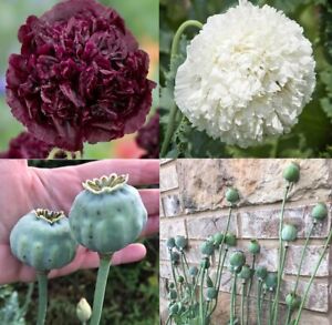 Poppy TUXEDO Mix Black & White Double Peony Blooms Huge Pods  Non-GMO 500 Seeds!