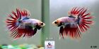 Betta fish B109 Male Fancy Red Lavender CT Premium Grade from Thailand