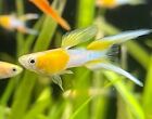 Fancy Guppy mixxed High Quality (5+ fish) freshwater livebearer easy. Juvenile