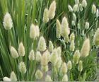 Bunny Tail Ornamental Grass  (100 seeds) - Easy to grow and fun!