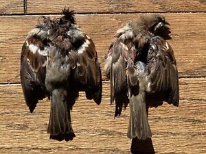 2 Male English/House Sparrow Full Skins Feathers Soft Hackle Fly Tying Fishing