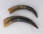 Cow Steer Bull Horn Raw Unpolished Natural Pair 11