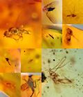 10 pieces authentic Burmite Myanmar Amber insect fossil dinosaur age 4.25-6
