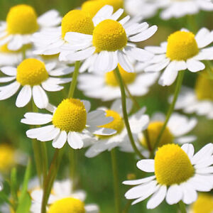 Roman Chamomile Seeds | Heirloom - Non-GMO | Free Shipping | Herb Seeds | 1153