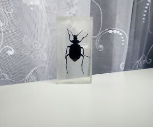 Vintage black beetle in epoxy resin, taxidermy black beetle, insect taxidermy.