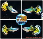 MALE ONLY x2 - Live Aquarium Guppy Fish High Quality - Yellow Tiger Halfmoon