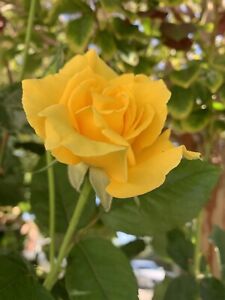 Radiant Perfume Rose, Fragrant Large Yellow Rose - 5 Stems for planting - USA