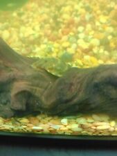 Freshwater Clown Placo Live Fish