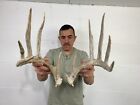 137” Set Whitetail Deer Sheds Antlers Taxidermy Mount Cabin Decor Buck Craft