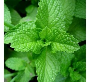 Peppermint, NON-GMO, Aromatic Perennial, Variety Packet Sizes, FREE SHIPPING