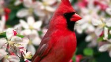 Red Cardinal Bird Flowers 8x10 Picture Celebrity Print