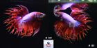 Live Betta Fish B134 Male Fancy Red Lavender CT Premium Grade from Thailand