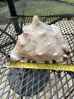 Large Horned Helmet Conch Sea Shell Nautical Tiger Striped Ocean Beach 7”