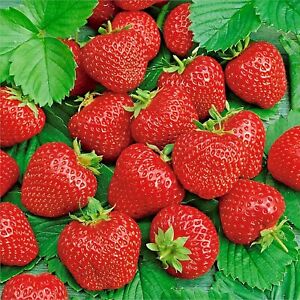 ALI BABA STRAWBERRY 150 SEEDS SPRING PERENNIAL HEIRLOOM NON-GMO FRUIT USA