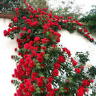 100Pcs Climbing Rose Rosa Multiflora Perennial Fragrant Flower Seeds Home Decor*