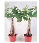 Two Money Tree 5 Plants Braided Into Pachira Tree Feng Shui Plant and Good Luck