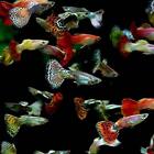 5 Fancy Guppy Males Live Freshwater Aquarium Fish