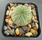Euphorbia symmetrica (obesa ssp.) - Rare Succulent Well Rooted Plant - 2