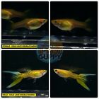 5 PAIR   - Live Aquarium Guppy Fish High Quality-  GOLD LACE DOUBLE SWORD