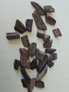 New ListingFossil stingray Teeth Collected From Calvert Cliffs